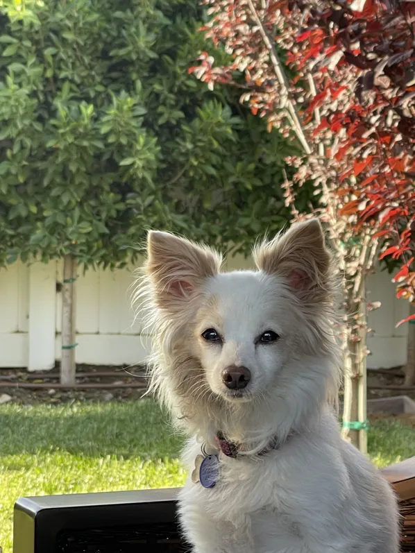 long haired white chihuahua