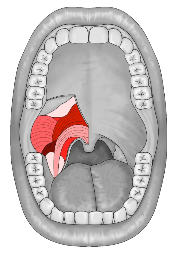 pterygoid muscles treatment for the jaw TMJ chiropractor