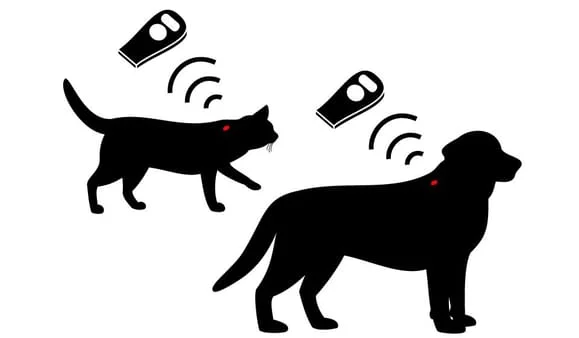 dog and cat microchipping