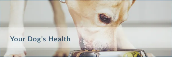 Dog-Health-Oakville