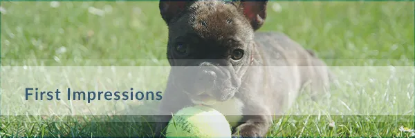 New-Dog-Guide