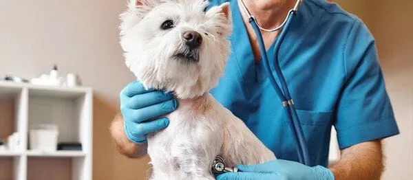 Westie with Doctor