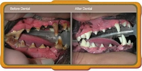 before and after dental service picture of a dog seen at Redlands Pet Clinic