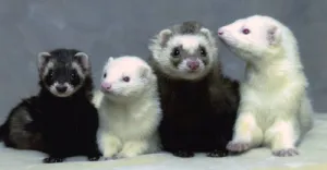 ferrets.png