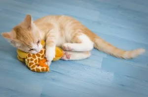 (Outdoor Or Indoor Cats) kitten playing with catnip toy