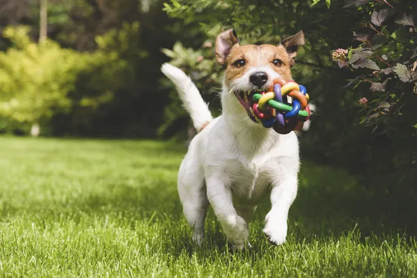 dog day care in Bellevue, WA