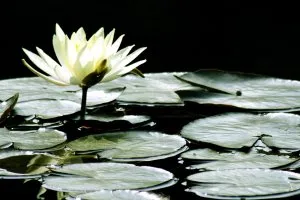 flower_on_lily_pond.jpg