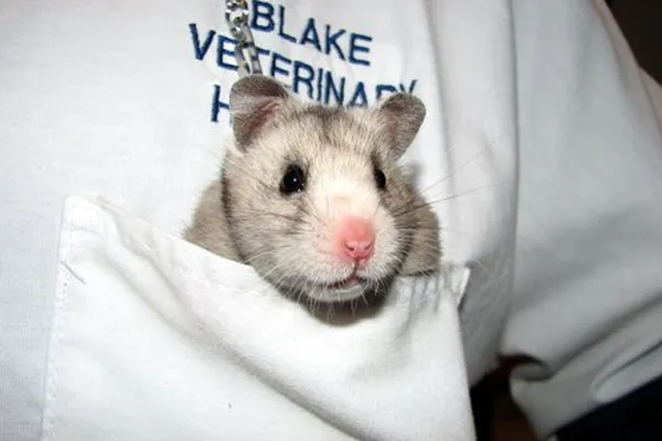 blake vets