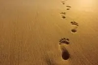 footprints in the sand