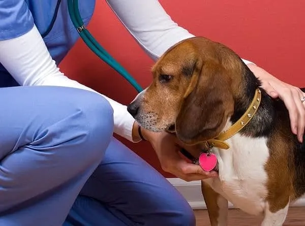 In home pet exams in Manhattan, NY. We will come to your home to help your pet.