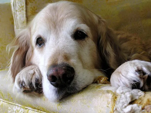 Pet Senior Care FAQs