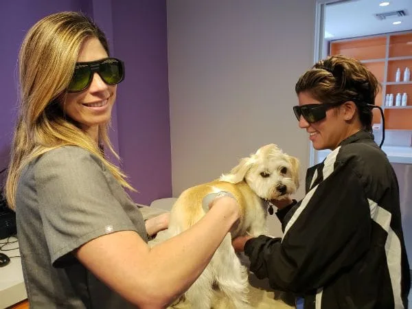 Pet Laser Therapy in South Miami