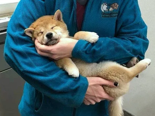 dog in doctors arms