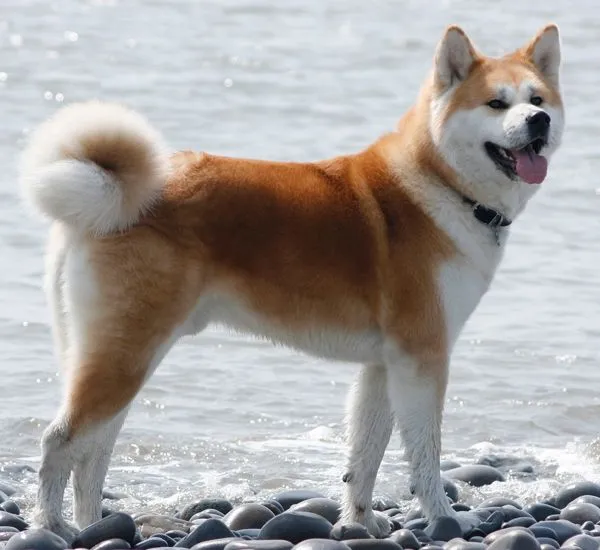 Japaneseakita