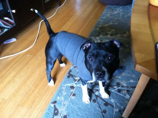 Thundershirt