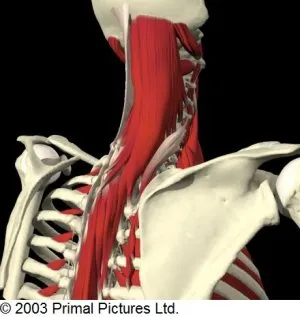 Cervical_Spine_paraspinal_and_levator.jpg