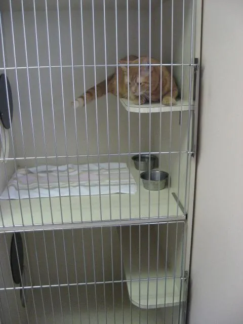 f7a5240e-7f00-0001-4fd6-95583918dff9.jpg cat boarding
