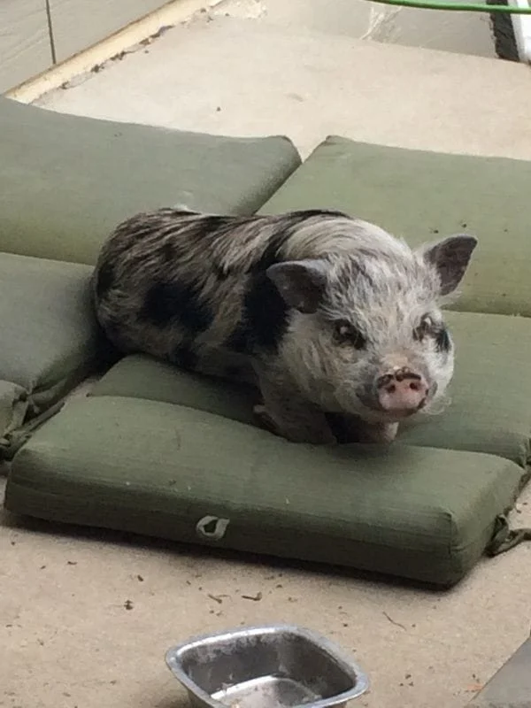 pig lying on the bed