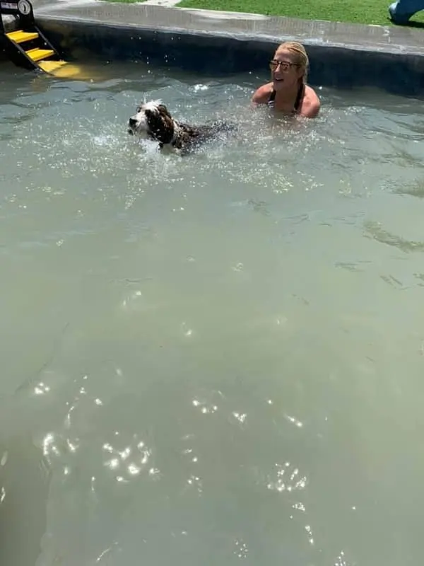 puppy class dog swim training