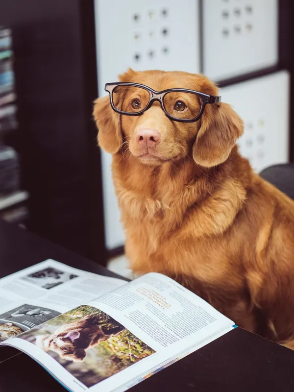 dog wearing glasses