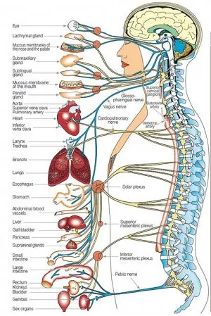 nervous_system_related_organs.jpg