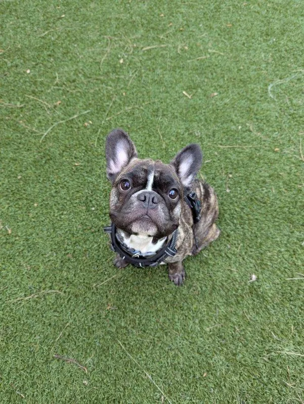 frenchie on the grass