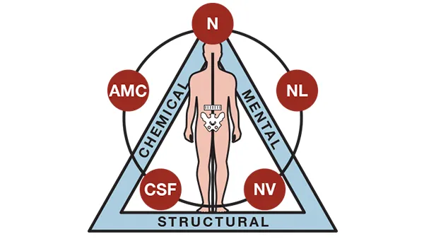 Applied Kinesiology Diagram