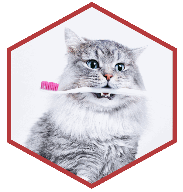 Cat with Toothbrush