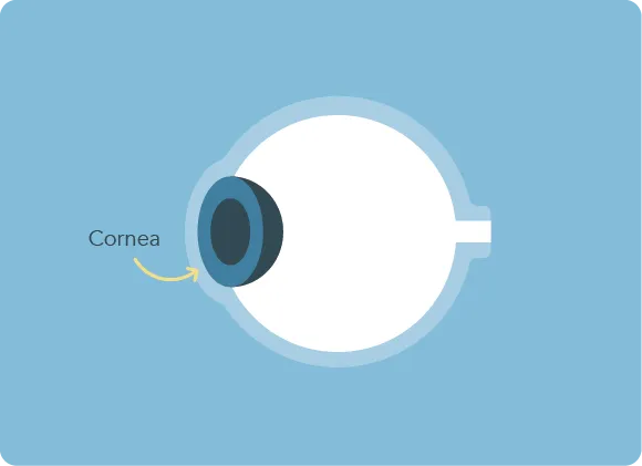 cornea graphic