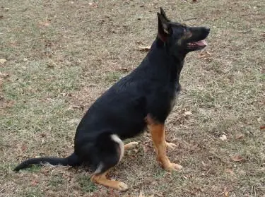 Sequoyah German Sheperds German Shepherd breeder in Soddy Daisy TN