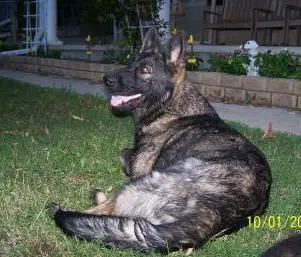 Black sable plush coat german shepherd store