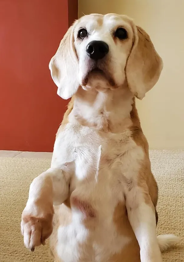 Beagle