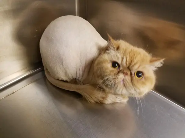 Cute cat