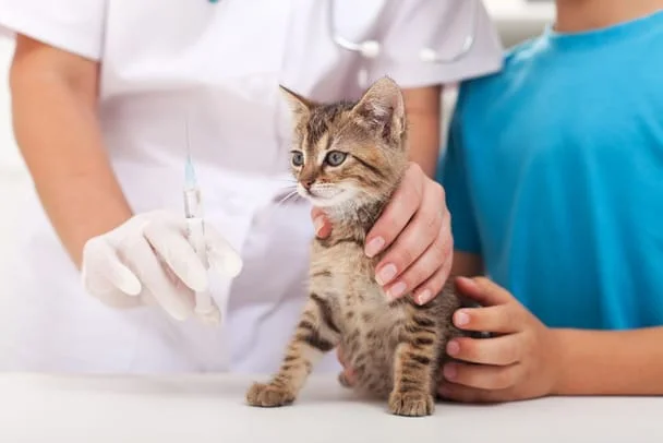 Kitten getting its first round of vaccinations.