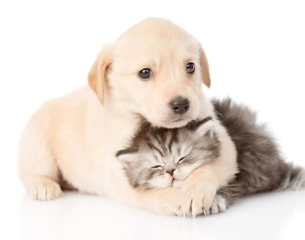 dog-hugging-cat-in-reisterstown