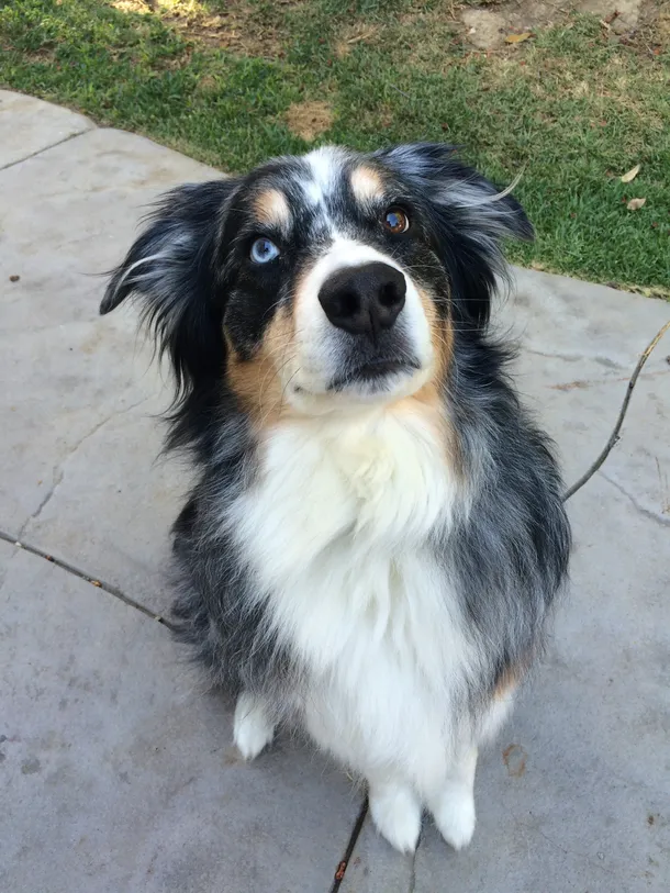 Australian Shepherd