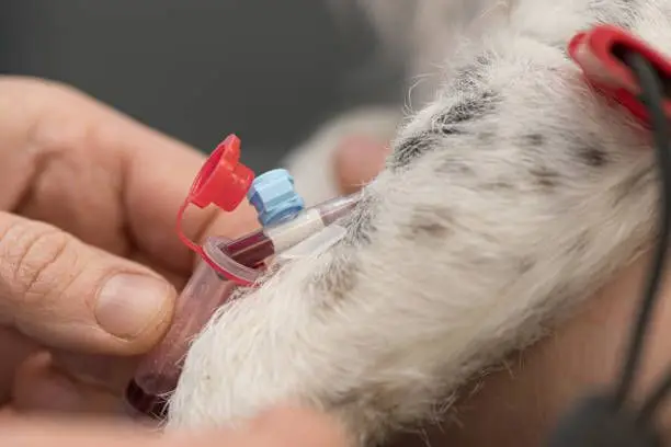 How to Know When Your Pet Needs a Blood Test