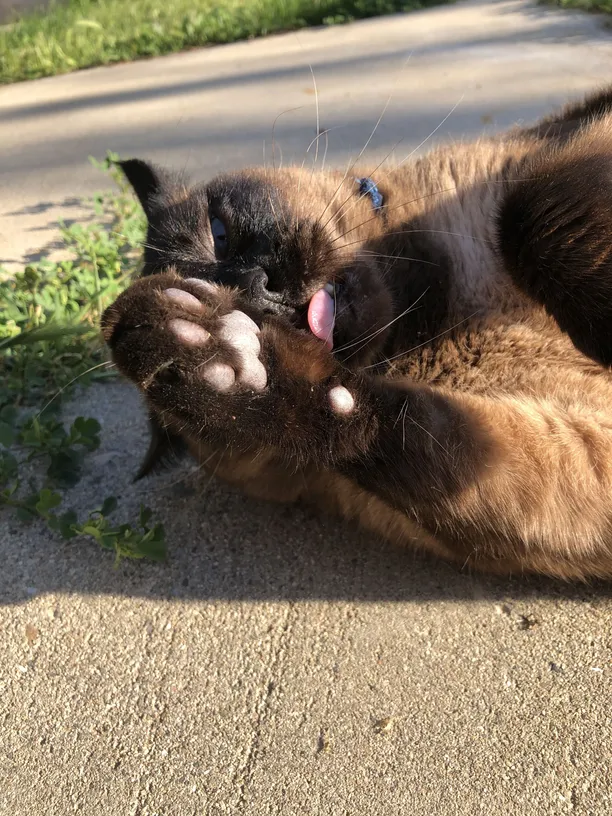 Seal Point Siamese Cat