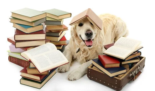 Dog Reading 