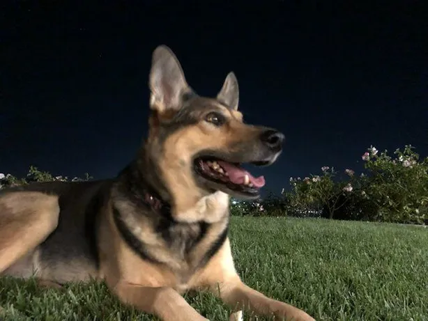 German Shephard female