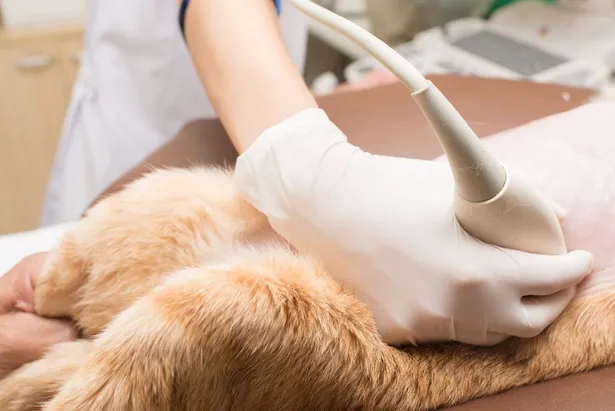 do dogs need anesthesia for ultrasound