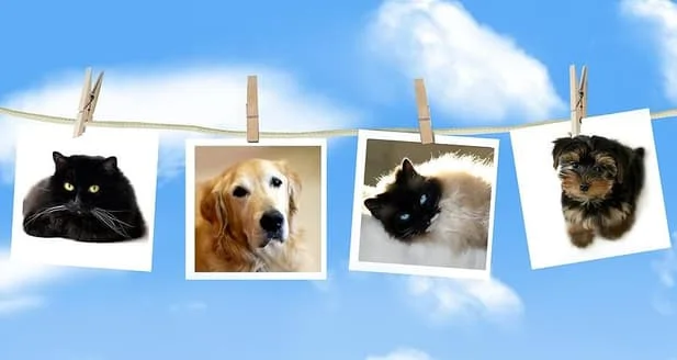 pictures of dogs and cats that passed away