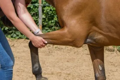 equine leg