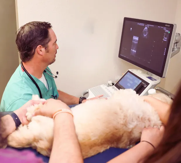 Dr. Blotner Ultrasound