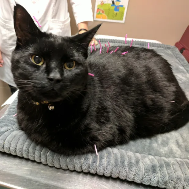 Acupuncture Cat