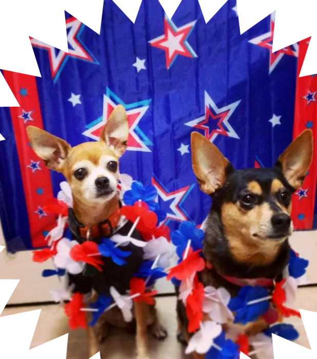 Memorial day pups CVMH