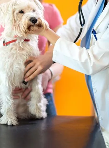 Pet Wellness Exam