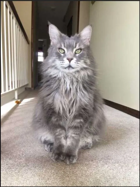 Maine Coon