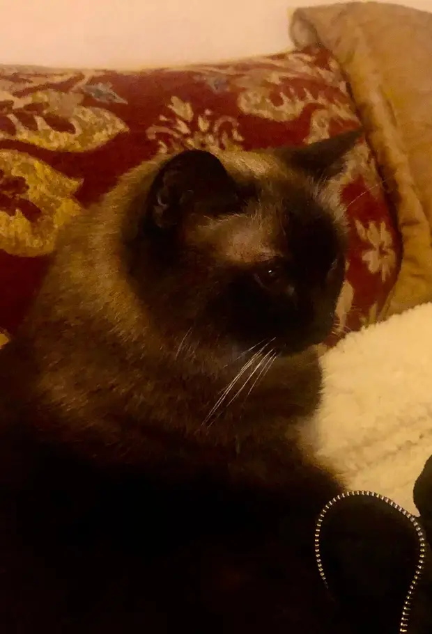 chocolate point siamese cat