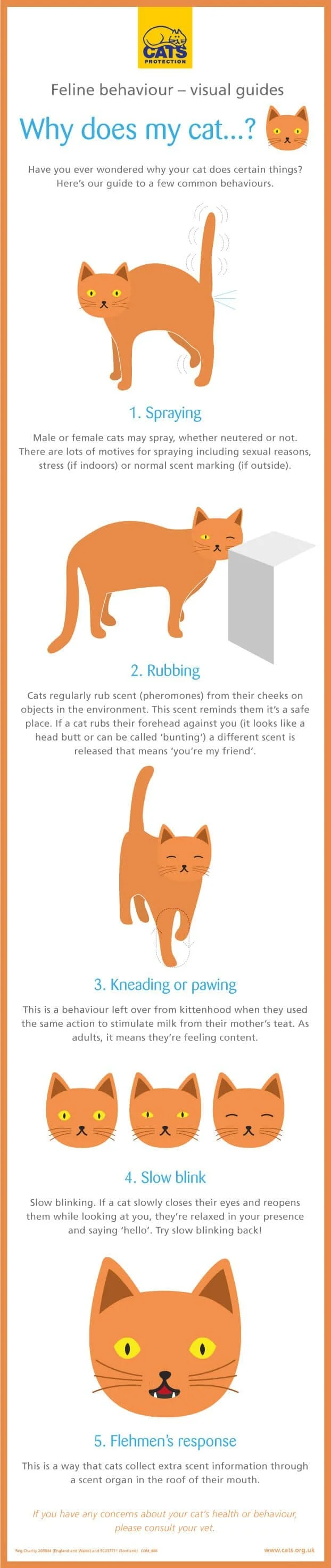 Cat behaviour guide